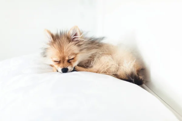 Dog sleeping on pillow