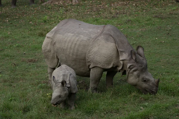 Mother and baby rhino