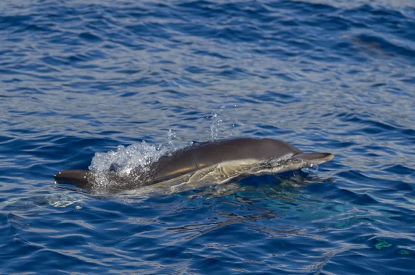 A common dolphin breaks the water