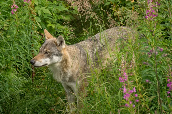 An alert wolf