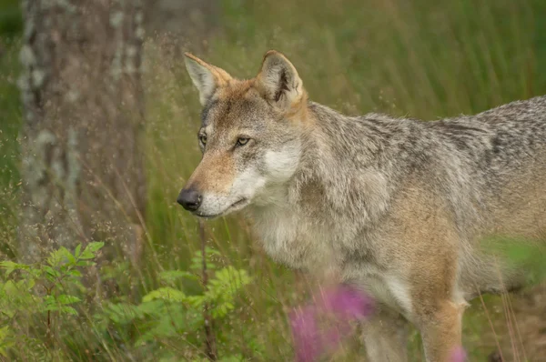 An alert wolf