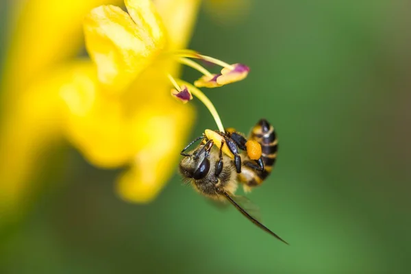 Cute bee on flower