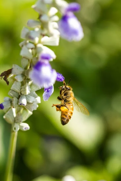 Little bee on flower