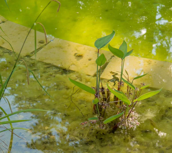 Frog resting in the pond