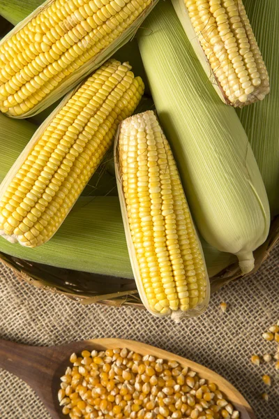Ear of corn, revealing yellow kernels