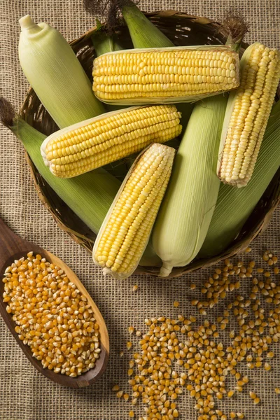 Ear of corn, revealing yellow kernels