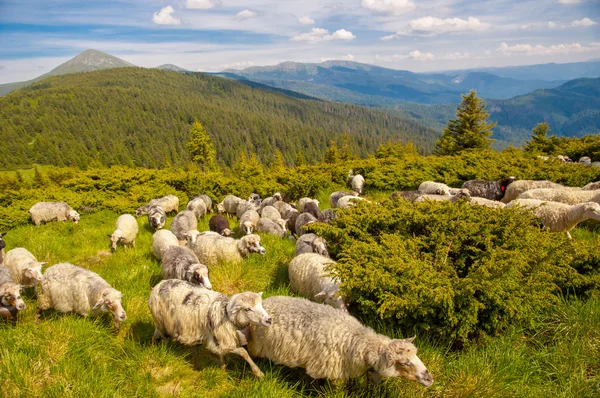 Herd of sheep on hills