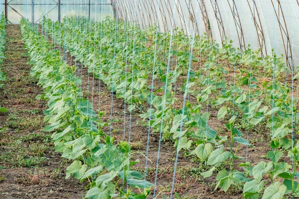 Growing cucumbers in greenhouses with drip irrigation
