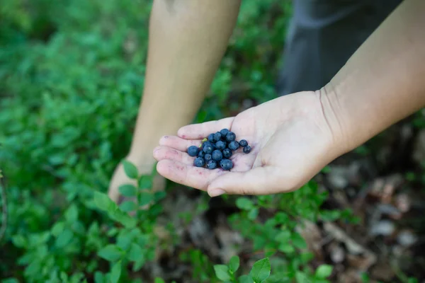 Ripe freshly picked wild blueberries in girl\'s hands