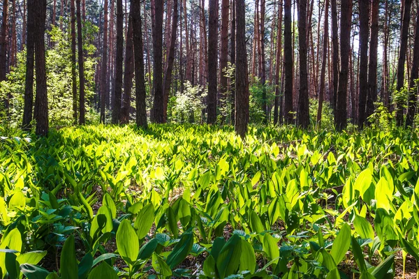 White lilies of the valley on a glade in the forest, sunny day