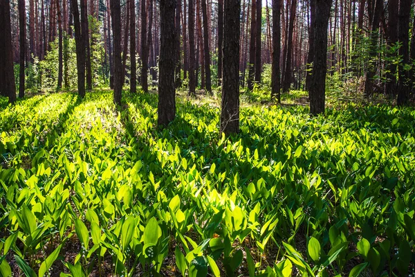 White lilies of the valley on a glade in the forest, sunny day