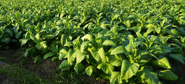Tobacco farm agriculture harvest horizontal