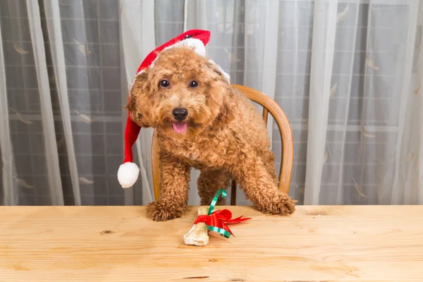Concept of excited dog on Santa hat with Christmas gift  on tabl