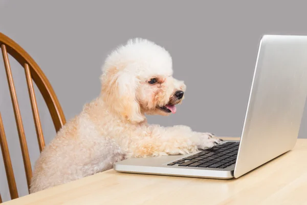 Smiling smart beige poodle dog typing and reading laptop computer on table