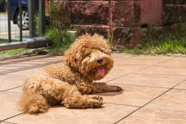 Dog sun bathing as therapy to relieve itchy skin