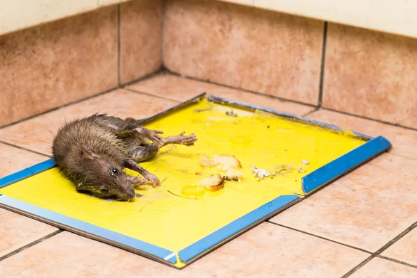 Rat captured on disposable glue trap board on kitchen floor