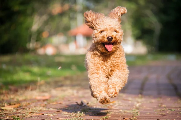 Smiling poodle dog running in the park.