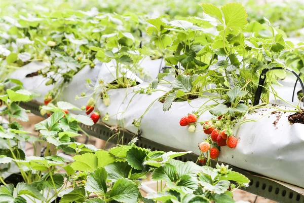 Strawberry farming in containers with canopy and water irrigatio