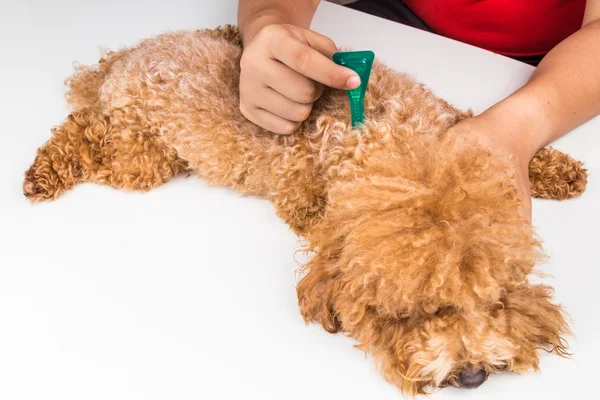 Vet applying ticks, lice and mites control medicine on dog