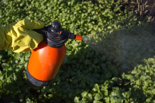 Protecting plant from vermin, spring garden work. Hand sprayer garden.