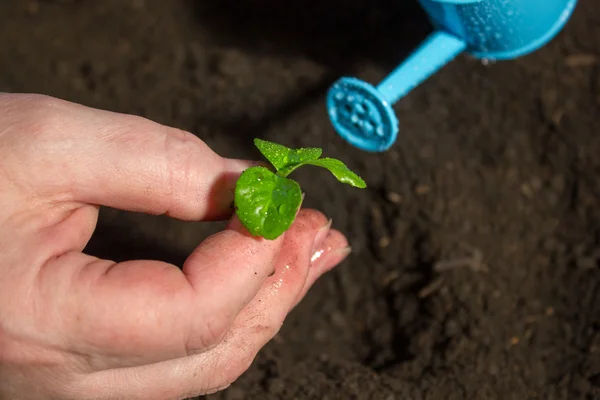 Young plant in hand on the background of the soil