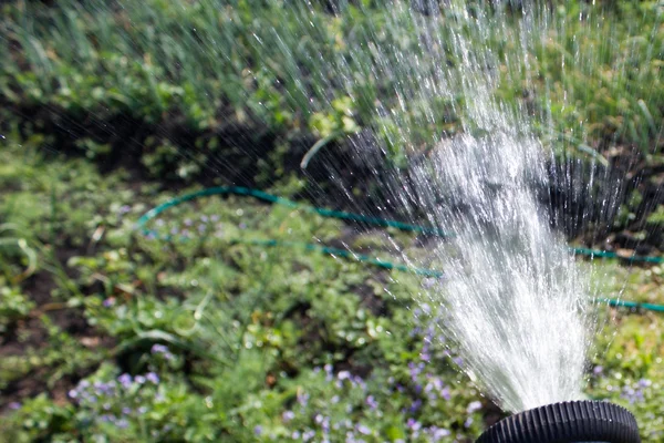 Watering lawn grass with a shower sprayer head