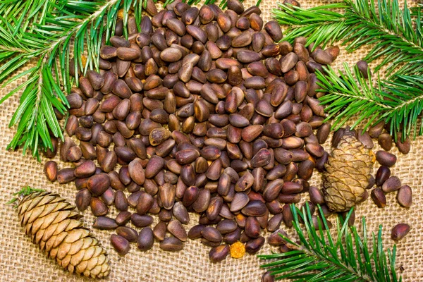 Pine nuts and green branch