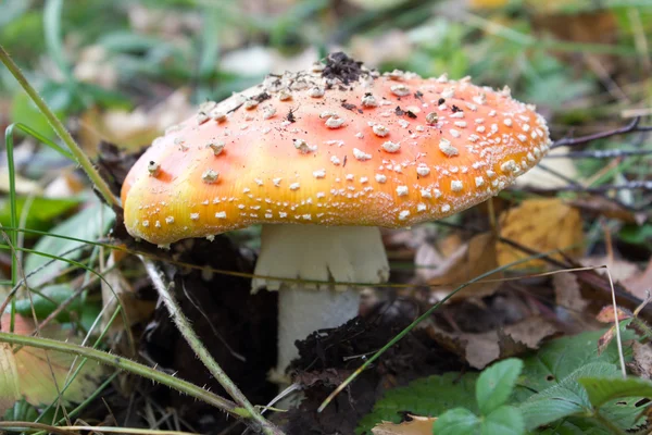 Red mushroom (Amanita Muscaria, Fly Ageric or Fly Amanita) in autumn forest