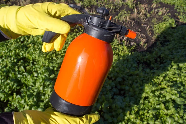 Protecting plant from vermin, spring garden work. Hand sprayer garden.