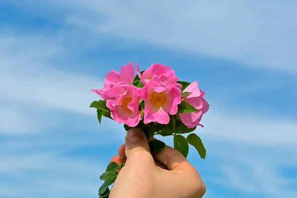 Hand of a boy giving mother a wild rose bouquet against blue sky