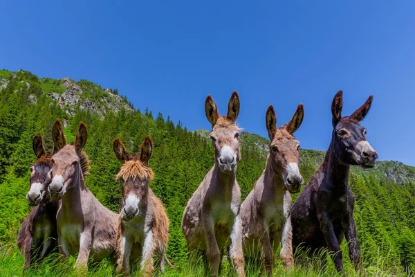 Six curious funny donkeys with big ears in Carpathian mountains