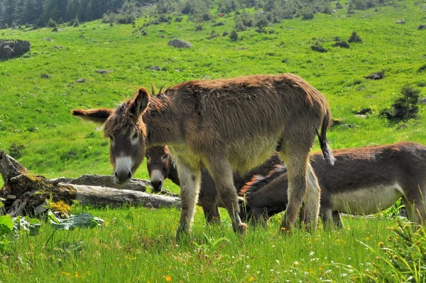 Donkeys grazing on field
