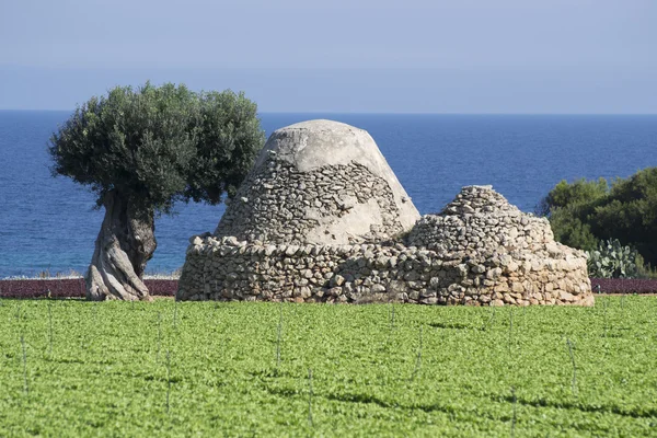 Olive kissing a trullo on the Apulian coast