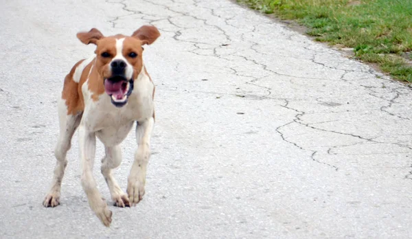 Picture of a pointer dog running on apshalt road