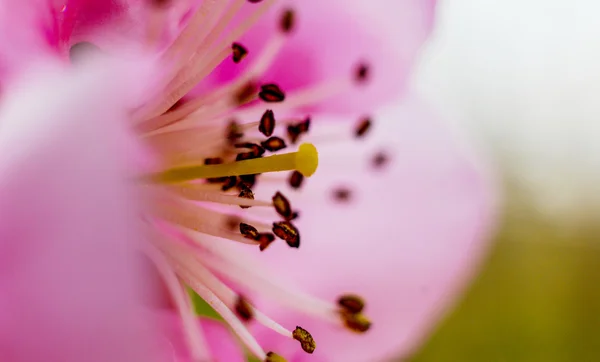 Beautifull subtle colors of a stamens, macro,