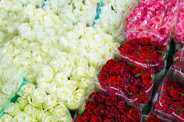 Many colors of roses