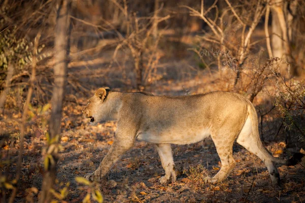 Young lion hunting