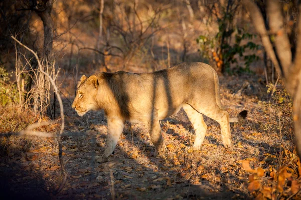 Young lion hunting