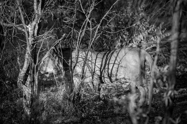 Black and white image of a young lion hunting