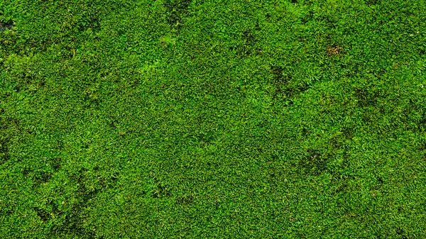 Green Moss on the stone background texture