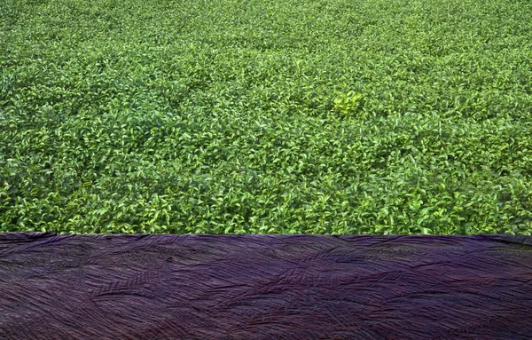 Wood floor with green tea garden