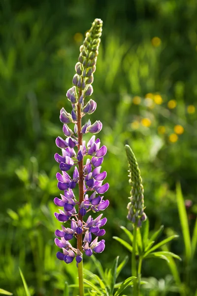 Purple lupine flowers closeup