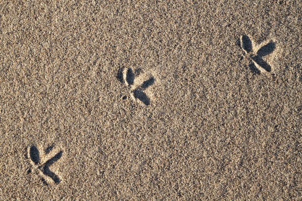 Bird footprints in the sand