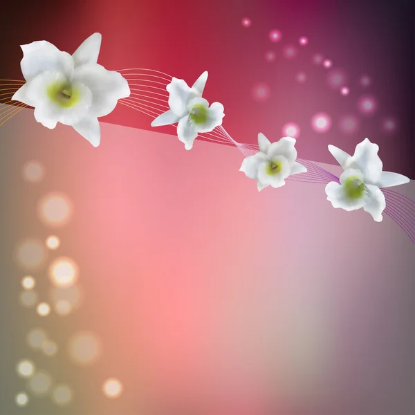 Flower background with blossom orchid