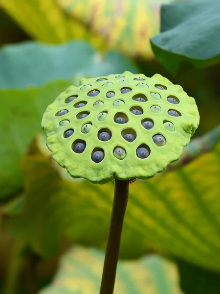 Closeup of lotus seed pod of nelumbo nucifera with the nuts visible inside the holes