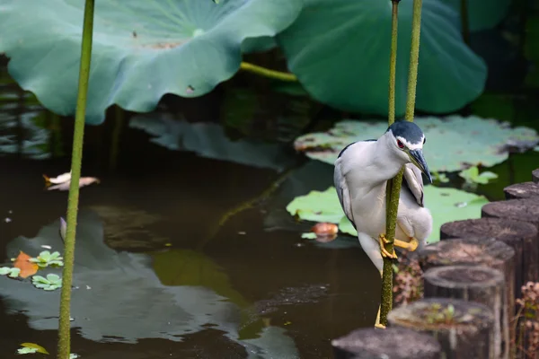 Adult black-crowned night heron balancing on a lotus stem to hunt fish in a pond at Taipei Botanical Garden