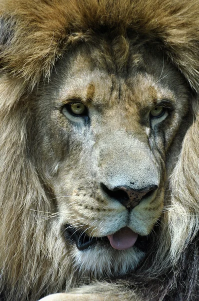 Kingly male lion face