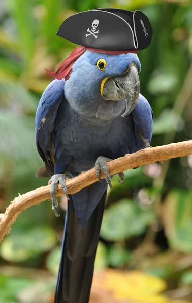 Blue parrot with a pirate hat sitting on a perch