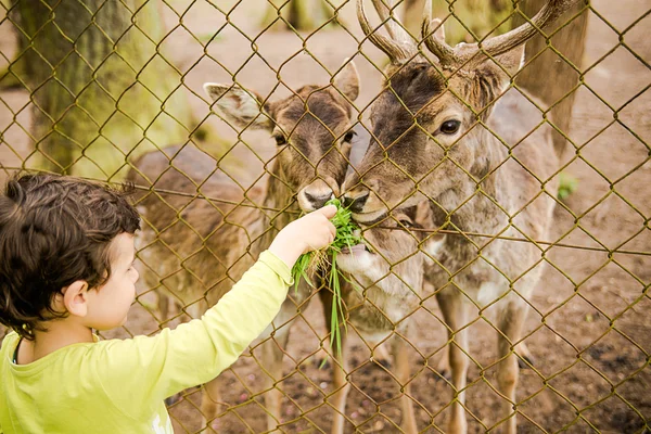 Child food deer in park,animal, boy, brown, care, child, childhood, communication, cute, deer, eat, environment, excited, farm, farmland, feed, feel, food, forest, fun, funny, green, hand, help,