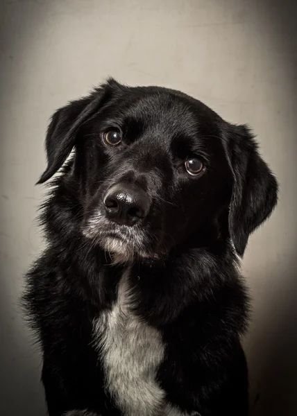 Border Collie Cross portrait